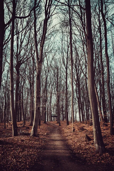 Forest Deep Mountain Paisagem Florestal — Fotografia de Stock