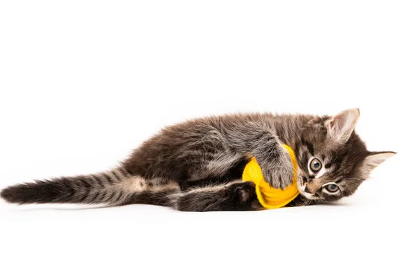 Kätzchen Mit Fadenballen Kleines Kätzchen Auf Weißem Hintergrund — Stockfoto