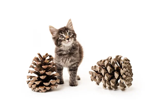 Chaton Avec Cônes Pin Isolé Sur Blanc — Photo