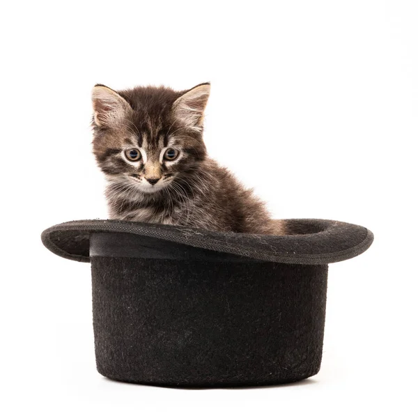 Kleines Kätzchen Sitzt Isoliert Hut Auf Weißem Hintergrund — Stockfoto