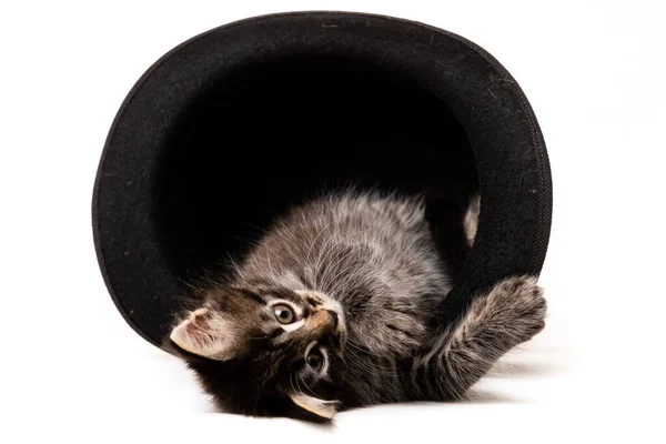 Pequeño Gatito Sentado Sombrero Aislado Sobre Fondo Blanco —  Fotos de Stock