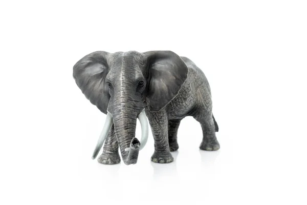 Porträtt Elefant Isolerad Den Vita Bakgrunden — Stockfoto