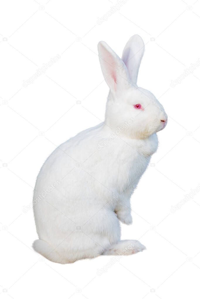 A rabbit isolated against white backgroun