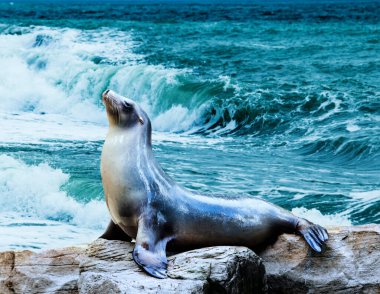 Mühürle. Kayalıklarda bir kayanın üzerinde poz veren deniz aslanı.