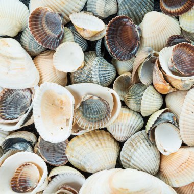 Arka plan olarak karışık renkli deniz kabukları. Deniz kabuğu dokusu