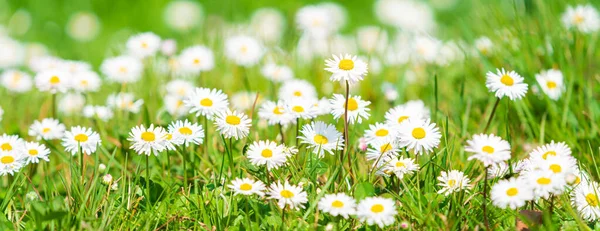 Spring Daisy Beautiful Meadow Summer Background — Stock Photo, Image