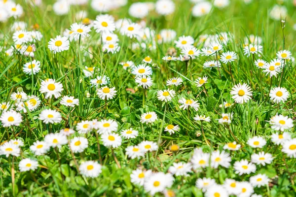 Spring Daisy Lindo Prado Fundo Verão — Fotografia de Stock