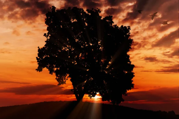 Закат Большим Деревом Птицами Старый Оуктри Закате — стоковое фото