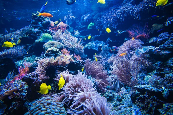 Coral Reef Fish Underwater Photo Underwater World Scene — Stock Photo, Image