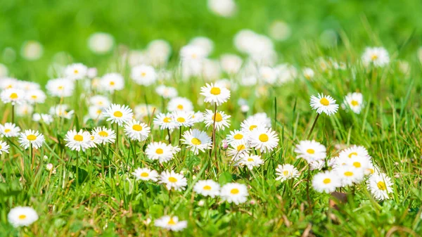 Daisy Flower Green Meadow White Daisies — Stock Photo, Image