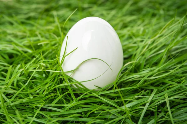 White Chicken Egg Lies Green Grass — Stock Photo, Image