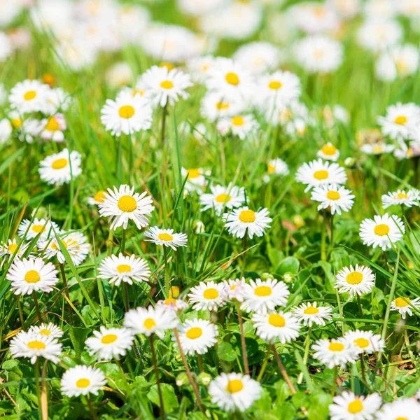 Daisy Květina Zelené Louce Bílé Sedmikrásky — Stock fotografie