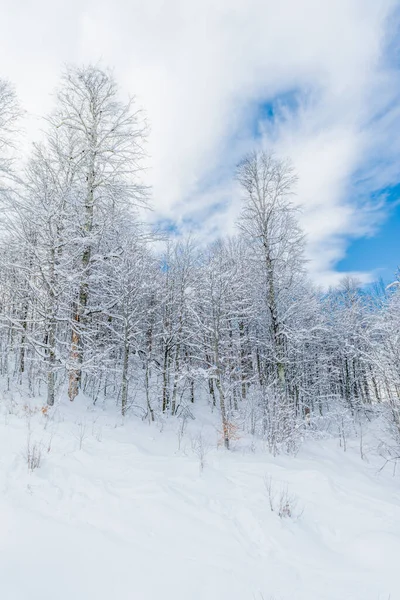 冬天的雪覆盖了山里的树木 — 图库照片