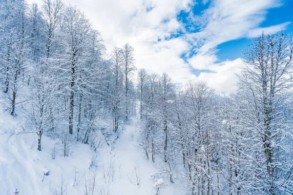 Winter Snow Covered Trees Mountains — Stock Photo, Image