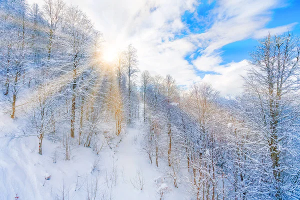 Schönes Schneebedecktes Winterlandschaftspanorama Mit Wald Und Sonne Wintersonnenuntergang — Stockfoto