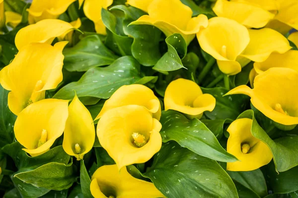 Ramo Lirios Amarillos Calla Zantedeschia —  Fotos de Stock