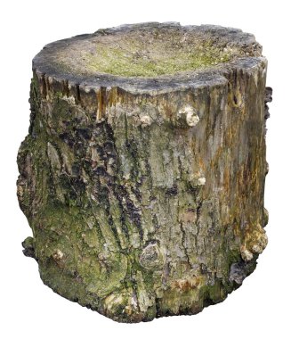 İzole meşe düşündüler saplama