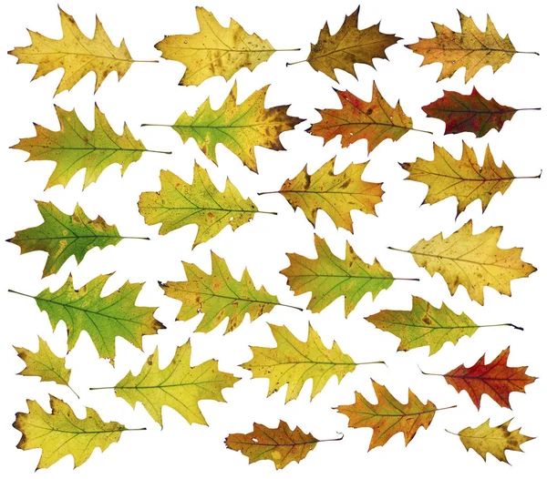 Vinte e cinco folhas de carvalho de outono — Fotografia de Stock