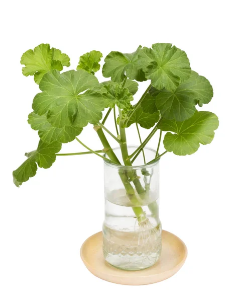 Geranium dalam gelas transparan — Stok Foto