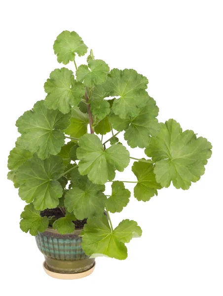 Geranium jonge plant geïsoleerd — Stockfoto