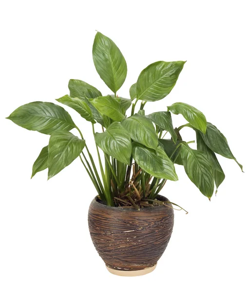 Very unpretentious simple indoor plant — Stock Photo, Image