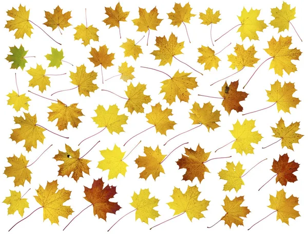 Forty five real maple leaves — Stock Photo, Image