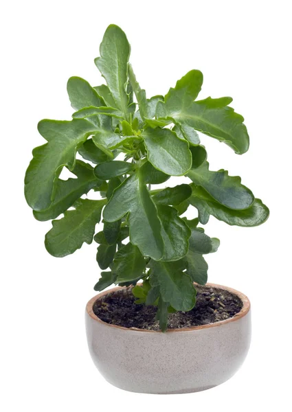 Indoor plant begins the life in the ceramic pot — Stock Photo, Image