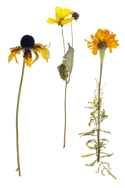 Calêndula morta e girassol isolado — Fotografia de Stock