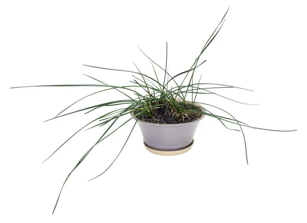 Strange indoor plant isolated — Stock Photo, Image