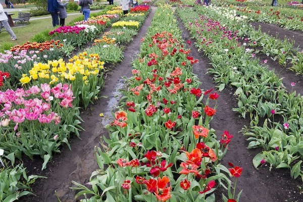 Rzadkie kwitnących wiosną tulipany — Zdjęcie stockowe
