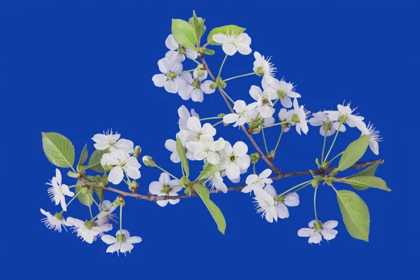 gökyüzü dalda kiraz ağacı