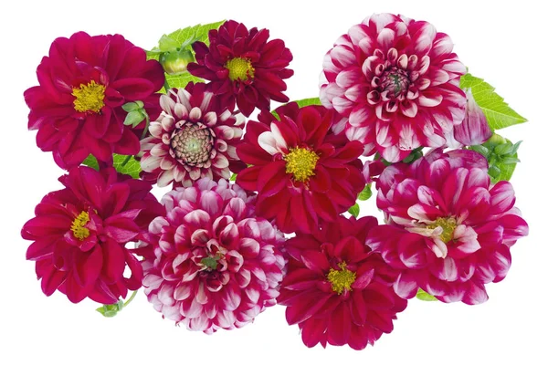 Devět izolované kvetoucí Jiřiny — Stock fotografie