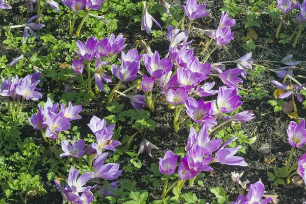 Crocus violets d'automne — Photo