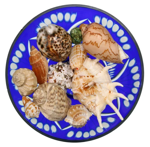 Sinks of tropical sea mollusks — Stock Photo, Image
