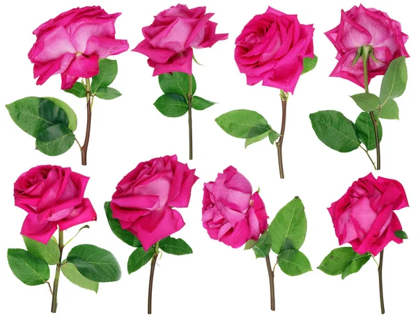 The drying-up dying pink roses from a wedding bouquet — Stock Photo, Image