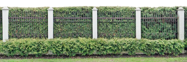 Ideální přesné zelený plot z jehličnatých stálezelených rostlin a — Stock fotografie