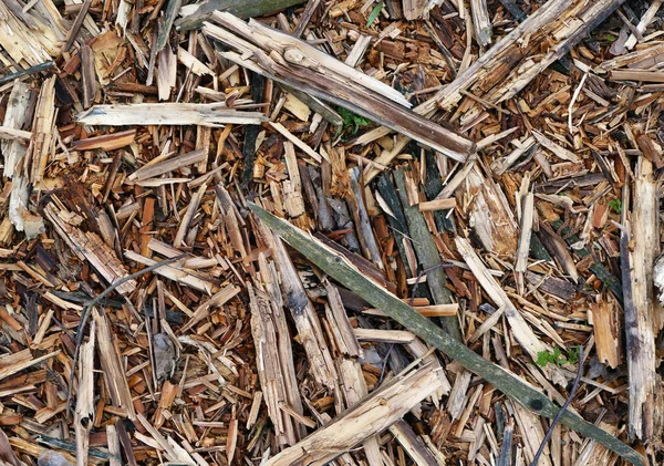 Pezzi grezzi di pino foresta corteccia marcio e legno — Foto Stock