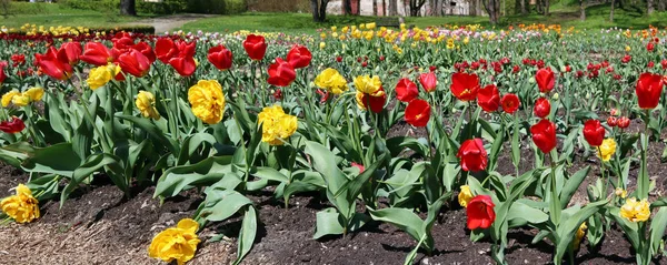 Clareira florestal com a primavera florescendo tulipas finas perto da aba — Fotografia de Stock
