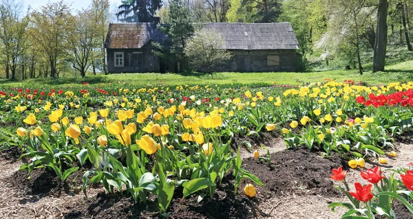 La radura di foresta con la primavera gialla che fiorisce tulipani eccellenti — Foto Stock