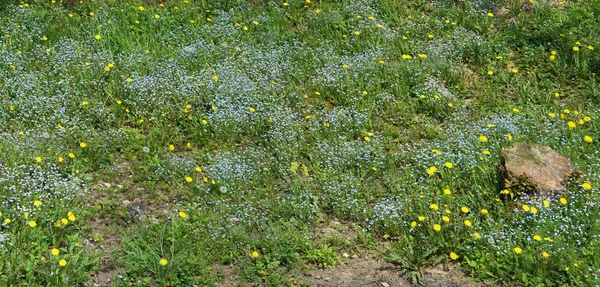 ソーラー パネルの森の空き地に青いワスレナグサ, と黄色のタンポポ — ストック写真