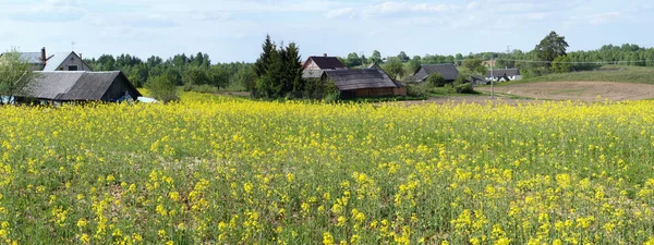 Campos de la floreciente colza primaveral cerca del pobre mal europeo —  Fotos de Stock