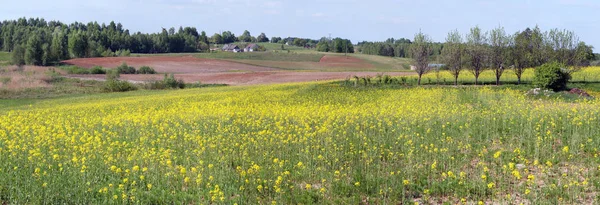 Квітучі травня рапс сільськогосподарські рослини поблизу бідні Європейський — стокове фото