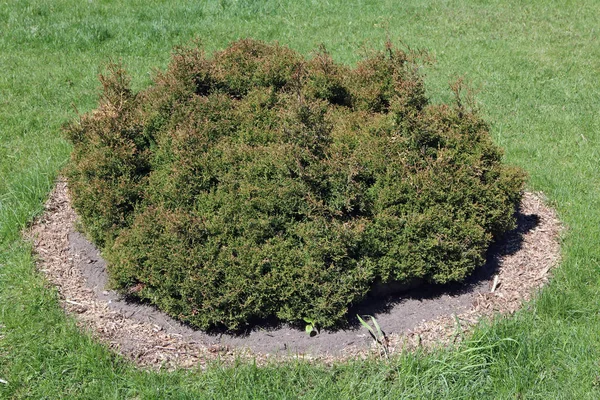 Bacaksız bir iğne yapraklı bitki düşük bush — Stok fotoğraf