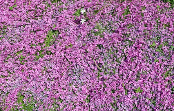 Tausende von rosa Blüten der alpinen Nelke — Stockfoto