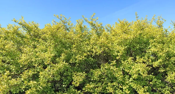 Fragment long d'une haie verte rurale — Photo