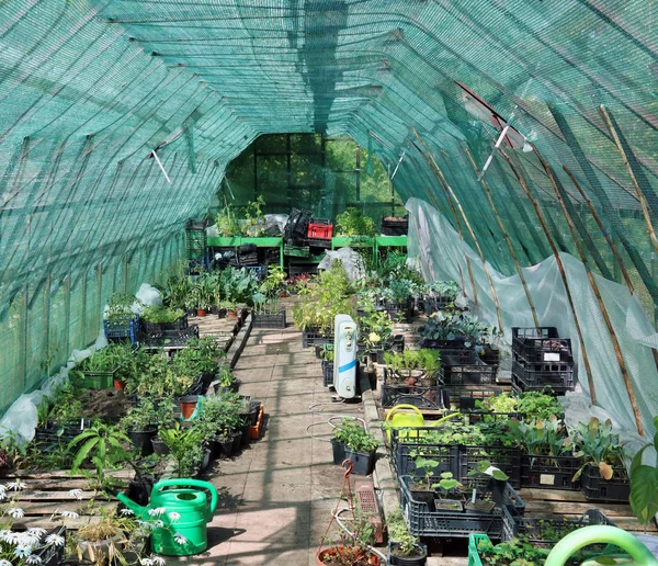 Interior of the rural greenhouse — Stock Photo, Image