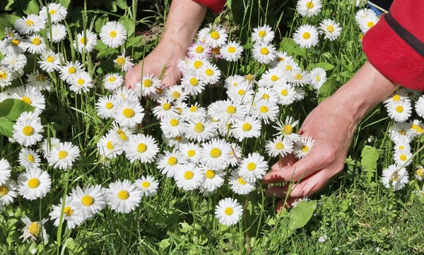 The woman - farmer picks and collects flowers of anl medical dai — Stock Photo, Image