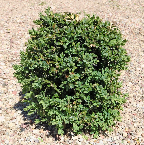 El pequeño y preciso arbusto de jardín decorativo de un Boxwoo siempreverde — Foto de Stock