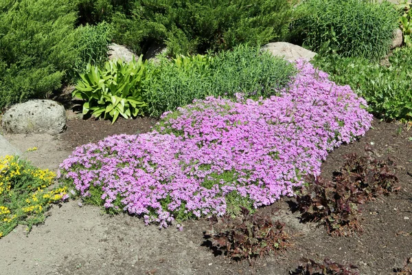 Thousands of pink flowers of the Alpine Carnation blossom on a s — Stock Photo, Image