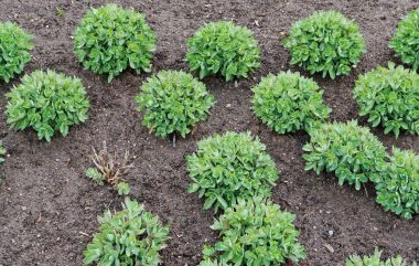 Bahar flowerbed bir yeşil bitki etli - dekoratif Cabba ile